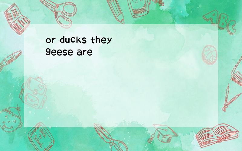or ducks they geese are